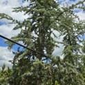 Cedrus libani 'Glauca' - Foto 3