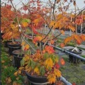 Acer japonicum 'Aconitifolium' - Foto 1