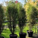 Frangula asplenifolia 'Fine Line' - Foto 1