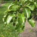 Pyus calleryana 'Chanticleer' - 3