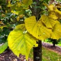 Tilia tomentosa