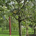 Malus domestica 'Notarisappel' - 4