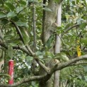 Malus domestica 'Notarisappel' - 3