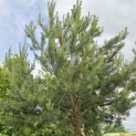 Pinus sylvestris - 6