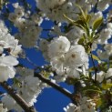Prunus serrulata 'Shirotae' - Foto 4