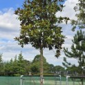 Magnolia grandiflora 'Galissonnière' - Foto 3