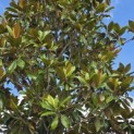 Magnolia grandiflora 'Galissonnière' - Foto 2