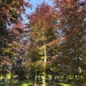 Fagus sylvatica 'Atropunicea' - Foto 1
