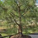 Pinus nigra 'Nigra' - 2