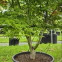 Acer palmatum - Foto 5
