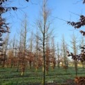Fagus sylvatica 'Atropunicea' - december 2024