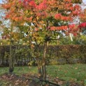 Parrotia persica 'Bella' - 2