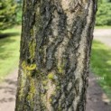Ginkgo biloba - 3