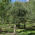 Olea europaea - 5
