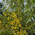Koelreuteria paniculata - 1