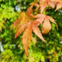 #122 Acer palmatum Japanischer Ahorn