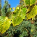 Betula nigra