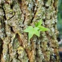 Liquidambar styraciflua - Afbeelding 1