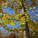 Ginkgo biloba - Foto 2