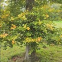 Fagus sylvatica - Foto 1