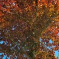 Fagus sylvatica 'Atropunicea' - Afbeelding 6