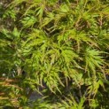 Acer palmatum 'Seiryu' - Foto 1