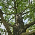Metasequoia glyptostroboides - Foto 6