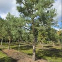 Pinus sylvestris - Foto 1