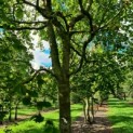 fagus sylvatica klimboom nr 175