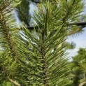 Pinus nigra 'Robusta' - 1