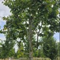 Parrotia persica 'Vanessa' - Foto 1