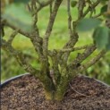 Hamamelis Mollis - 2