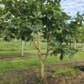 Quercus pontica - 1