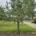 Pinus sylvestris - Foto 2