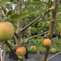 Malus domestica 'Jonagold' - Foto 2