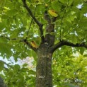 Carpinus betulus - 1