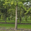 Ginkgo biloba - 1