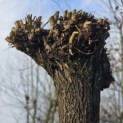 Salix Alba - 1