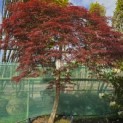 Acer palmatum 'Garnet' - Foto 3