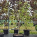 Acer palmatum 'Red Emperor' - Foto 4