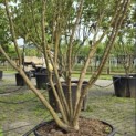 Cornus kousa - 1