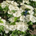 Cornus kousa 'Venus' - Afbeelding 1