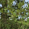 Quercus Suber - 1