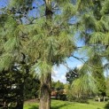 Pinus wallichiana - 8