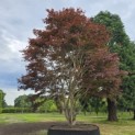 Acer palmatum 'Atropurpureum' - Foto 1