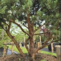 Pinus sylvestris 'Watereri' - 3