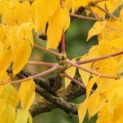 Gymnocladus dioica 