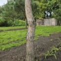 Pinus nigra 'Nigra' - Foto 3