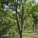 Prunus domestica d' Althan - Foto 3