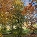 Fagus sylvatica 'Atropunicea' - 1